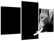 Obraz - Slon (90x60 cm)