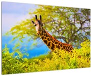 Obraz žirafy v Afrike (90x60 cm)