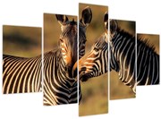 Obraz - Dve zebry (150x105 cm)