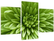 Obraz - Makro snímka rastliny (90x60 cm)