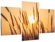 Obraz - Traviny na slnku (90x60 cm)