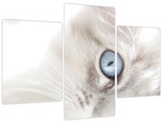 Obraz - Mačka s modrými očami (90x60 cm)