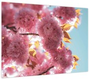 Obraz - Čerešňový kvet (70x50 cm)