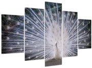 Obraz - Biely páv (150x105 cm)
