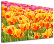 Obraz na stenu KVETY | rôzne rozmery