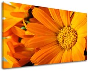 Obraz na stenu KVETY | rôzne rozmery