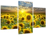Obraz - Slnečnica pri západe slnka (90x60 cm)