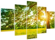 Obraz - Slnečný les (150x105 cm)