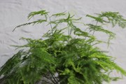 Asparagus Setaceus
