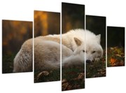 Obraz - Odpočívajúci vlk (150x105 cm)