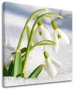 Obraz na stenu KVETY | rôzne rozmery