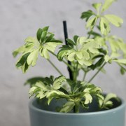 Schefflera Janine