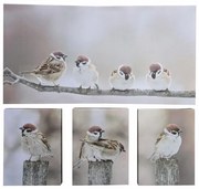 Sada nástenných obrazov Vrabce na konári, 4 ks