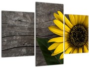 Obraz - Kvet slnečnice (90x60 cm)