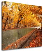 Obraz na stenu STROMY | rôzne rozmery