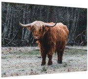 Obraz - Škótska krava 2 (70x50 cm)