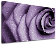 Obraz na stenu KVETY | rôzne rozmery