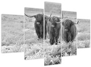 Obraz - Škótske kravy, čiernobiela (150x105 cm)
