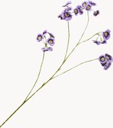 Rastlinná dekorácia Leucocoryne