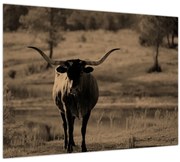 Obraz - Texaská krava (70x50 cm)