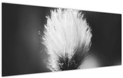 Obraz - Čiernobiely cottongrass (120x50 cm)