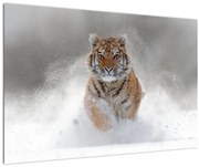 Obraz bežiaceho tigra v snehu (90x60 cm)