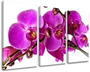 Obraz na stenu KVETY | rôzne rozmery