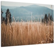 Obraz - detail lúčneho porastu (70x50 cm)