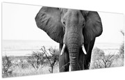 Obraz - Slon africký II. (120x50 cm)
