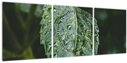 Obraz - kvapky na liste (s hodinami) (90x30 cm)
