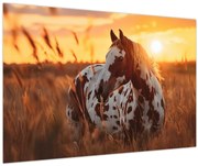 Obraz - Kôň pri západe slnka (90x60 cm)