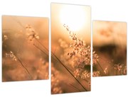 Obraz - Tráva na slnku (90x60 cm)