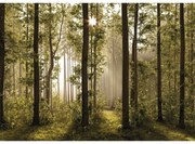 Fototapeta XXL Forest 360 x 254 cm, 4 diely
