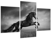Obraz - Kôň čiernobiely (90x60 cm)