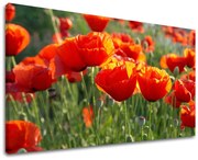 Obraz na stenu KVETY MAKY | rôzne rozmery