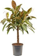 Ficus melany 21x100 cm