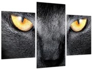 Obraz - Blízky portrét mačky (90x60 cm)