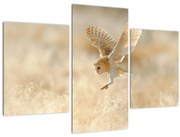 Obraz - Sova pálená (90x60 cm)