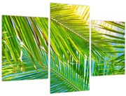 Obraz - Palmové listy (90x60 cm)