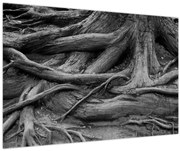 Obraz - Korene stromu (90x60 cm)