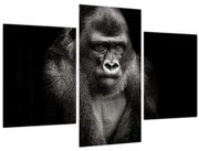 Obraz - Gorila (90x60 cm)
