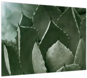 Obraz - Zelená agáve (70x50 cm)