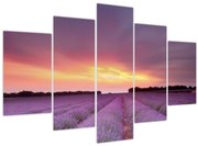 Obraz - Levanduľové pole (150x105 cm)