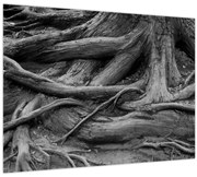 Obraz - Korene stromu (70x50 cm)