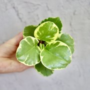 Peperomia Obtusifolia Variegata baby