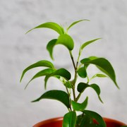 Ficus Benjamina baby