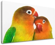 Obraz na stenu ZVIERATÁ | rôzne rozmery