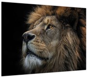 Obraz - Majestátny lev (70x50 cm)