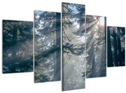 Obraz stromov s presvitajúcim slnkom (150x105 cm)