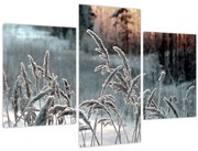 Obraz - Zamrznutá lúka (90x60 cm)